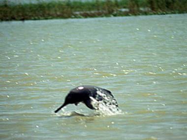 Bihar observes Dolphin Day to save Gangetic species Bihar observes Dolphin Day to save Gangetic species
