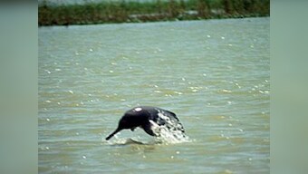 Trend since '80s: Mother dolphins teach daughters fishing tricks