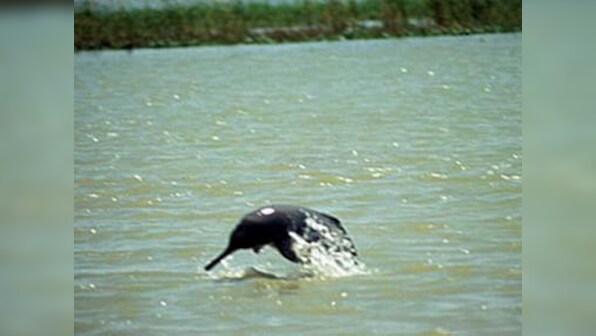 Trend since '80s: Mother dolphins teach daughters fishing tricks