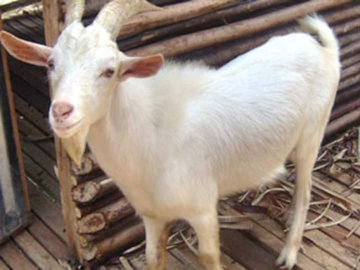 Buy Saif, Kareena for Rs 4 lakh at Delhi's goat market! Buy Saif, Kareena for Rs 4 lakh at Delhi's goat market!