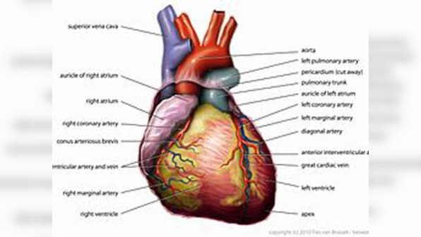 Folic acid and vitamin B reduces risk of heart disease