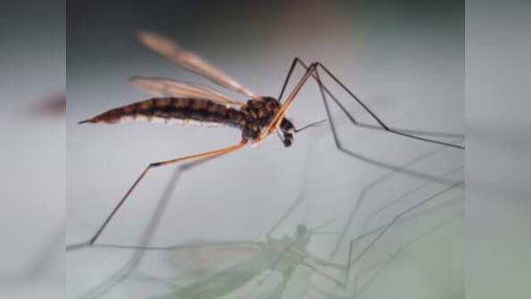 First malaria vaccine might be available by October