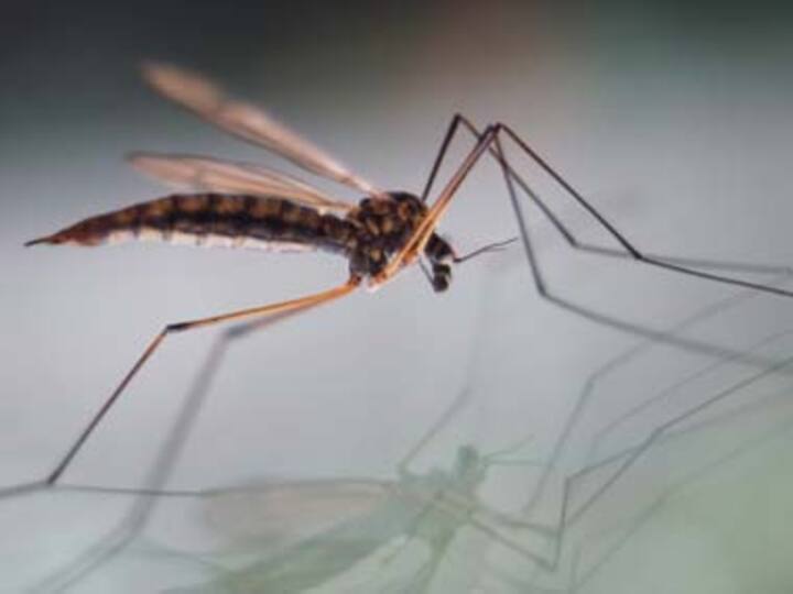 First malaria vaccine might be available by October