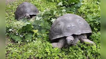 Galapagos' extinct tortoise species could come back to life