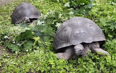 Galapagos' extinct tortoise species could come back to life Galapagos' extinct tortoise species could come back to life