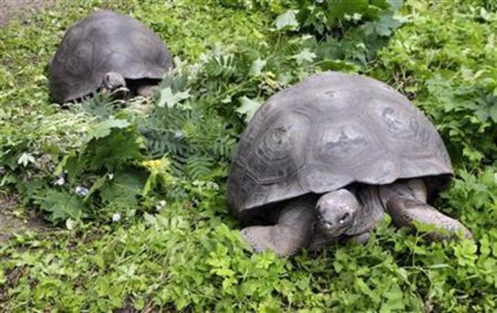 Galapagos' extinct tortoise species could come back to life Galapagos' extinct tortoise species could come back to life
