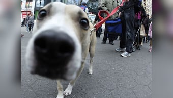 Stray Dogs: The biggest problem of Kerala Congress right now