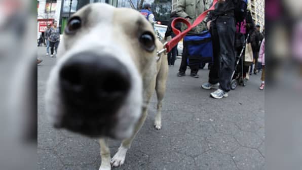 Stray Dogs: The biggest problem of Kerala Congress right now