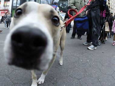 Dogs link words with shape of objects, humans with texture
