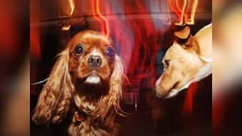 Why dogs prefer classical music over heavy metal