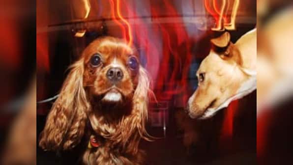 Why dogs prefer classical music over heavy metal