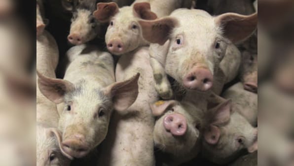 Pigs and Humans share 112 DNA mutations, say scientists