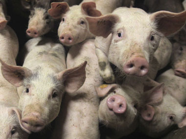 Pigs and Humans share 112 DNA mutations, say scientists Pigs and Humans share 112 DNA mutations, say scientists
