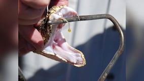 From avian vomitologist, gross stunt testers and snake venom collectors, strange jobs which involve wild animals not only risk them but also humans