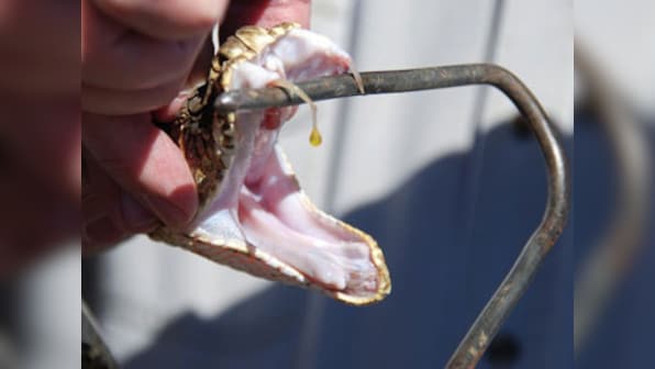 From avian vomitologist, gross stunt testers and snake venom collectors, strange jobs which involve wild animals not only risk them but also humans