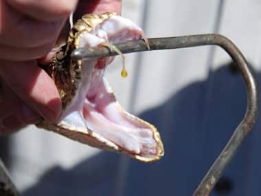 Can rattle snake venom heal cancer?