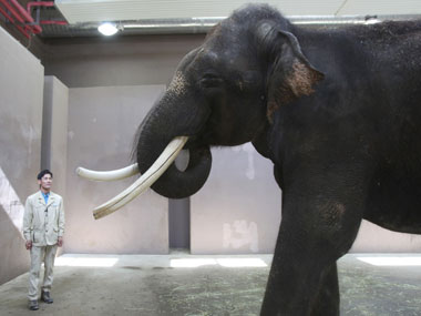 Elephant in zoo learns to speak Korean Elephant in zoo learns to speak Korean