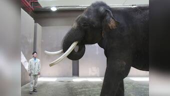 Elephant in zoo learns to speak Korean