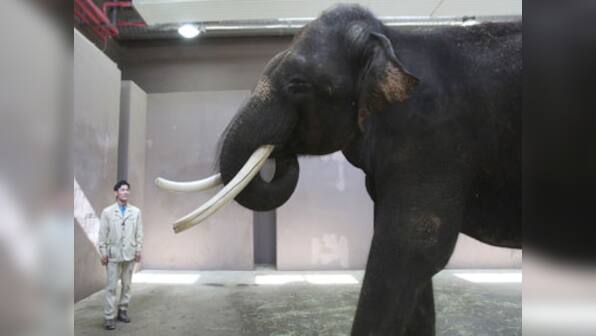 Elephant in zoo learns to speak Korean