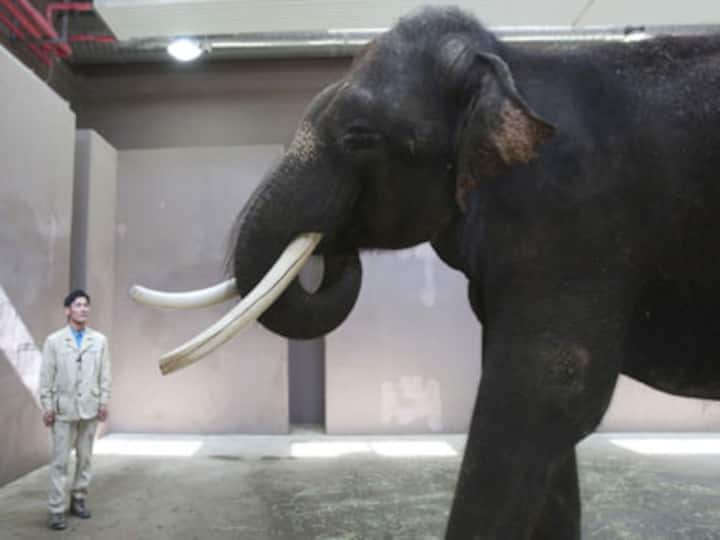 Elephant in zoo learns to speak Korean