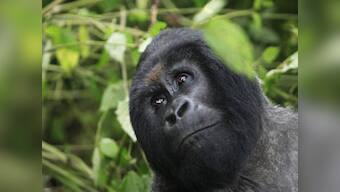 Africa's mountain gorilla count goes up