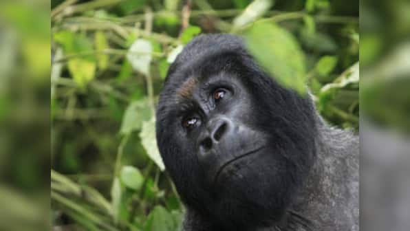 Africa's mountain gorilla count goes up