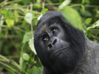 Africa's mountain gorilla count goes up Africa's mountain gorilla count goes up