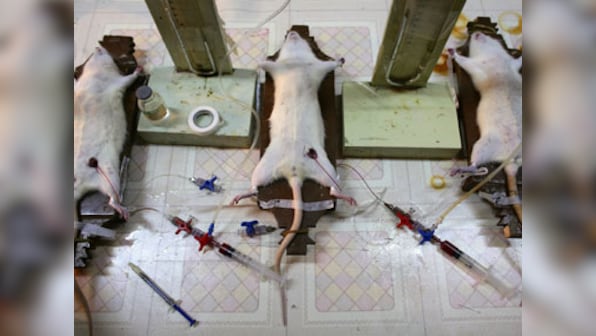 Ban on animal dissection: Will India's life sciences suffer?