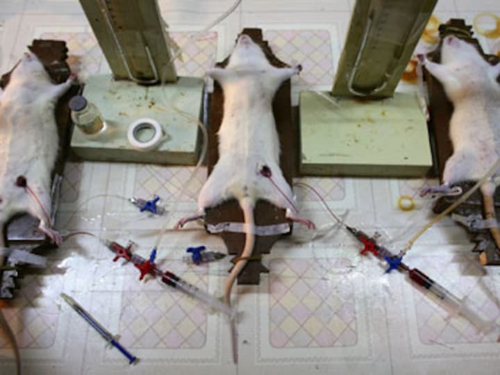Ban on animal dissection: Will India's life sciences suffer?