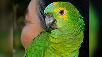 Parrots mimic humans to start a conversation