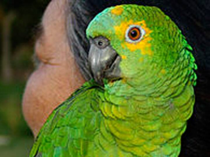 Parrots mimic humans to start a conversation