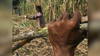 Govt lowers sugar output to 23 mln tonnes in 2012-13