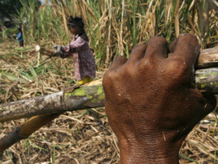 Govt lowers sugar output to 23 mln tonnes in 2012-13