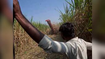 Sugar bowl in turmoil: NCP’s citadel stands shaken