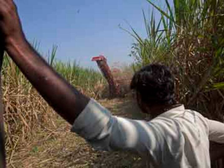 Sugar bowl in turmoil: NCP’s citadel stands shaken