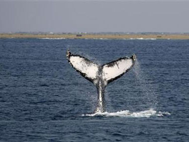 New Zealand, Australia go to International Court to stop Japan whaling New Zealand, Australia go to International Court to stop Japan whaling