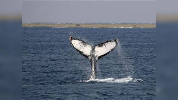 New Zealand, Australia go to International Court to stop Japan whaling