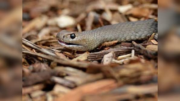 Snake undergoes MRI scan for broken spine in Chembur; bamboo pit viper recovering, responding to medicine