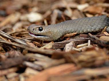 Snake undergoes MRI scan for broken spine in Chembur; bamboo pit viper recovering, responding to medicine Snake undergoes MRI scan for broken spine in Chembur; bamboo pit viper recovering, responding to medicine