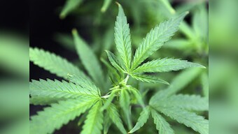 Colorado becomes second US state to legalise marijuana