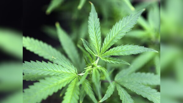Colorado becomes second US state to legalise marijuana