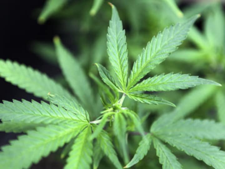 Colorado becomes second US state to legalise marijuana