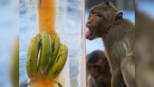Why monkey brains respond to the act of giving