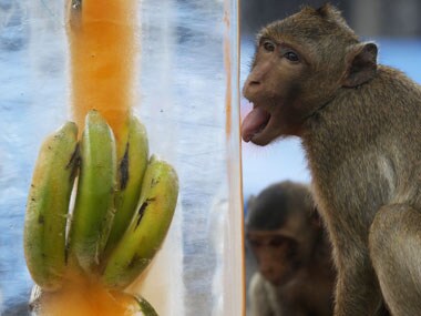 Why monkey brains respond to the act of giving