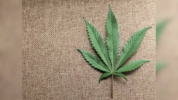 How cannabis helps patients deal with pain