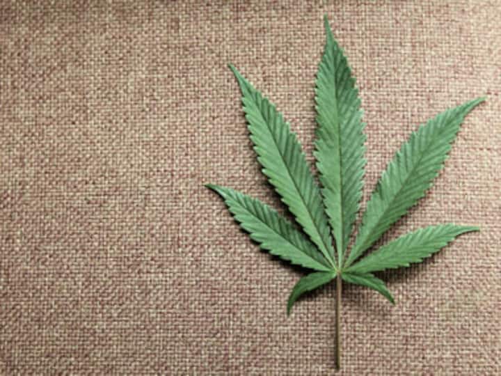 How cannabis helps patients deal with pain