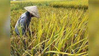 &quot;Peak farmland&quot; is here, food crop area to fall - study