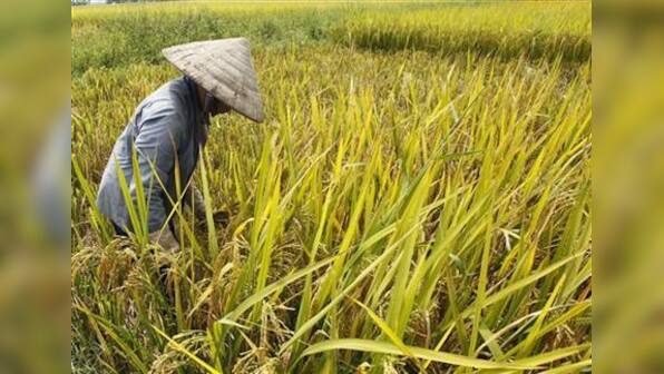 &quot;Peak farmland&quot; is here, food crop area to fall - study