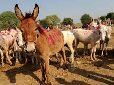 Mumbai’s Mayor favours donkeys, the officials don’t Mumbai’s Mayor favours donkeys, the officials don’t