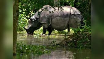Assam forest dept take steps to protect animals in Kaziranga